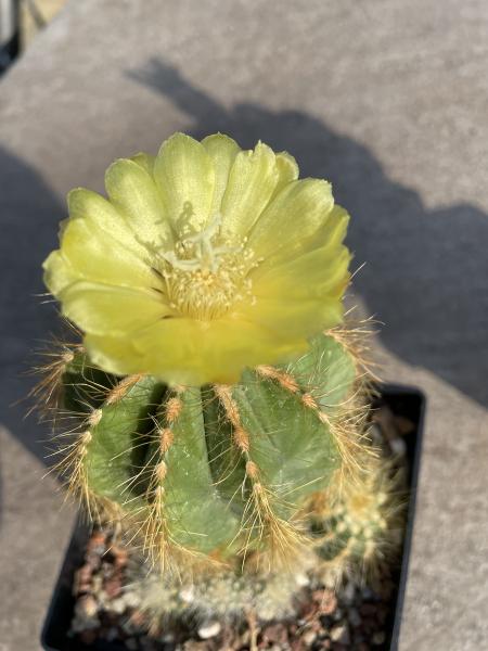 Notocactus magnificus